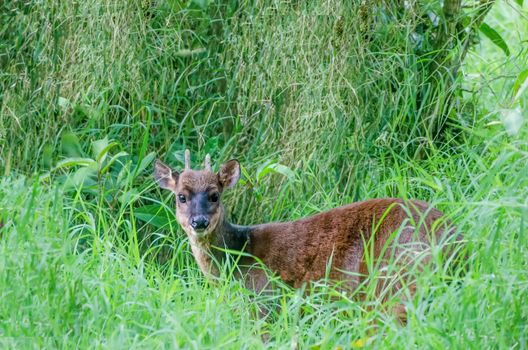 Red Brocket Deer is a species of brocket deer from forests in South America, ranging from northern Argentina to Colombia and the Guianas