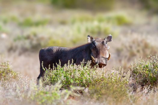 Warthog sturdy hogs are not among the world's most aesthetically pleasing animals