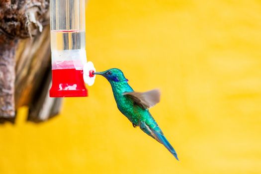 Sparkling Violetear is a species of hummingbird widespread in highlands of northern and western South America