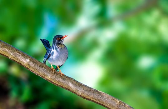 Red Legged Thrush conspicuous ground-dwelling species that occurs in a wide variety of habitats from brush and gardens to dense woods