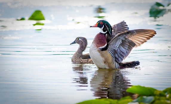 Wood Duck is one of the most stunningly pretty of all waterfowl