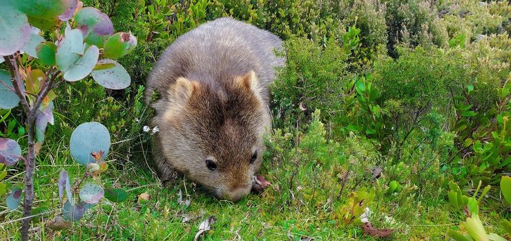 Wombat is a short-legged, muscular quadrupedal marsupials that are native to Australia