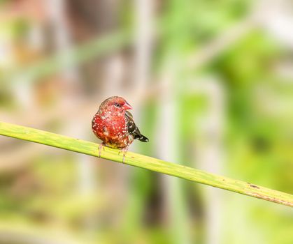 Red Avadavat or strawberry finch perched on a branch in Hawaii