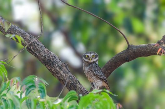 Spotted Owlet is a small owl which breeds in tropical Asia from mainland India to Southeast Asia.