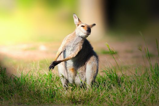 Wallaby a small or middle-sized macropod native to Australia and New Guinea, with introduced populations in New Zealand, Hawaii, the United Kingdom