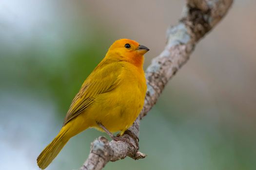 Saffron Finch an introduced species perched on a tree in Hawaii