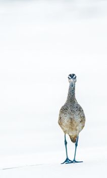 obust, large shorebird with a very long, curved bill and relatively long neck and legs