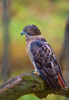 Red Tailed Hawk has a thrilling, raspy scream that sounds exactly like a raptor should sound