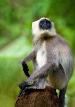 Black footed Gray Langurs a leaf-eating monkey found in south India.