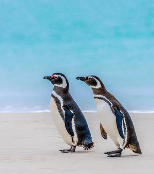 Magellanic Penguin s a South American penguin, breeding in coastal Patagonia, including Argentina, Chile, and the Falkland