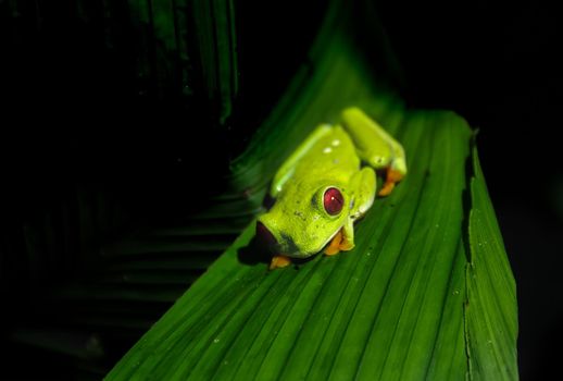 Red Eyed Tree Frog despite their conspicuous coloration, are not venomous