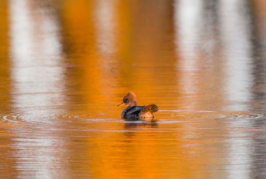 Hooded Merganser are small ducks with a thin bill and a fan-shaped, collapsible crest that makes the head look oversized and oblong.