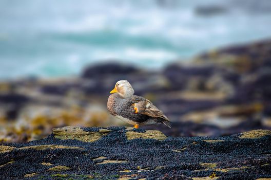 Falkland Steamer Duck is a steamer duck native to the Falkland Islands in the southern Atlantic Ocean.