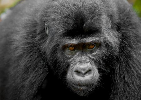 Mountain Gorilla in Bwindi Impenetrable Forest National Park