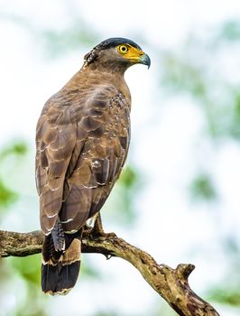 Crested Hawk Eagle perched on a tree looking for its kill