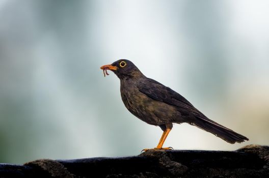 Great Thrush is noticeably large, almost recalling a jay rather than a thrush.