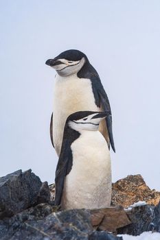 Chinstrap penguins have a very recognizable black band near their neck - that's where they get their name from.