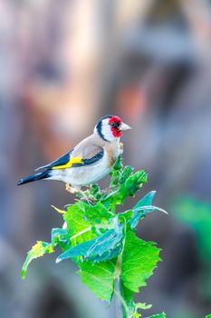 The European goldfinch or simply the goldfinch is a small passerine bird in the finch family that is native to Europe, North Africa and western and central Asia.