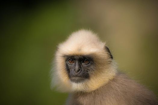Black footed gray langur looking at the photogrpaher