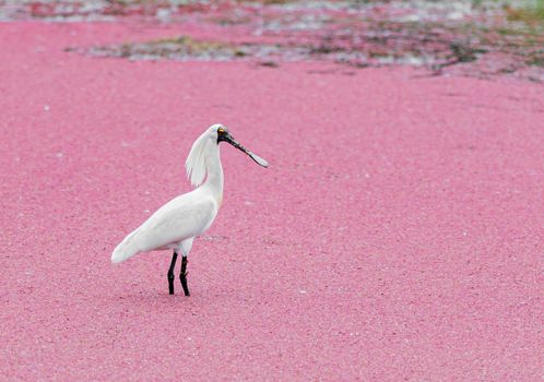 black faced spoonbill looking pretty in the pink background