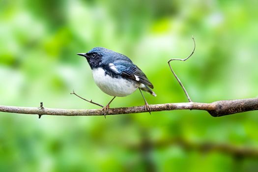 Black throated Blue Warbler singing to its mate in Magee Marsh Ohio