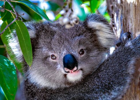 Baby Koala on a eucalptus tree