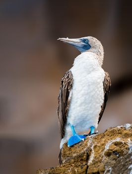 Blue footed booby on the rocks of Galapagos