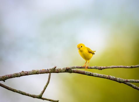 American Yellow Warbler aka tweety perched on a tree