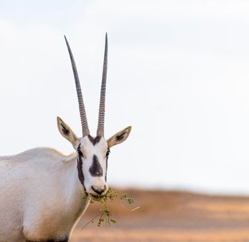 Arabian Oryx, an endangered species in the desert of Jordan