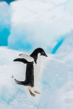 Adelie penguin on the ice in Antarctica