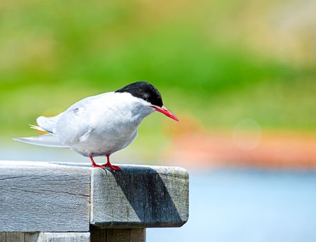 Antarctic Tern waiting to dive down to catch fish