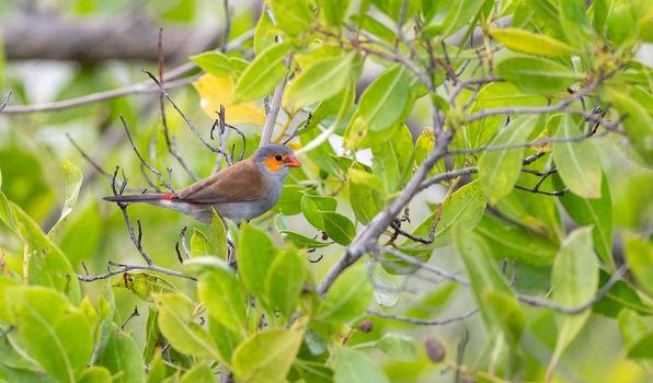 Orange Cheeked Waxbill like a lot of grass both for feeding as well as nesting.