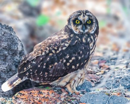 Galapagos Short Eared Owl One of the more elusive birds to spot at the galapagos islands