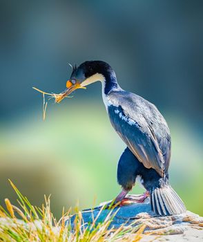 Imperial shag also known as blue-eyed shag, king cormorant and blue-eyed cormorant are excellent divers and swimmers.