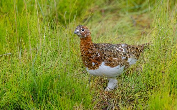 Willow Ptarmigan is snowy white in winter and an intricate mix of reds and browns in summer