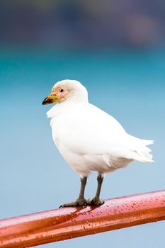 Snowy sheathbill also known as the greater sheathbill, pale-faced sheathbill, and paddy