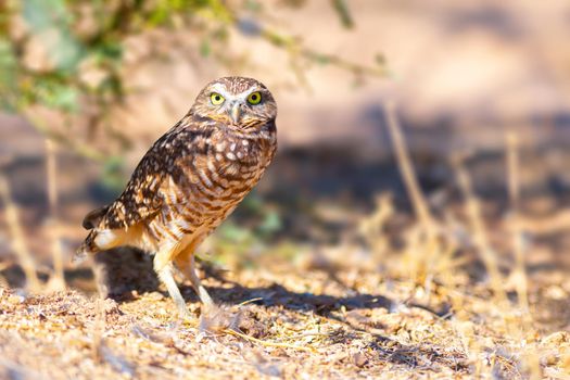 Burrowing Owl staring at the photographer right outside its burrow