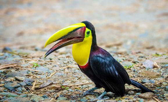 Chestnut Mandibled Toucan is largest and possibly the most raucous of the five toucan species found in Costa Rica