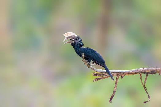 Silvery Cheeked Hornbill are residents of the tall evergreen forests of East Africa from Ethiopia to South Africa