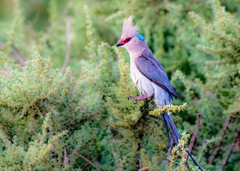 Blue Naped Mousebird singing on a tree in Kenya