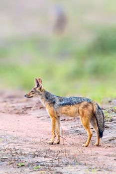 Black Backed Jackal waiting to scavenge for dinner