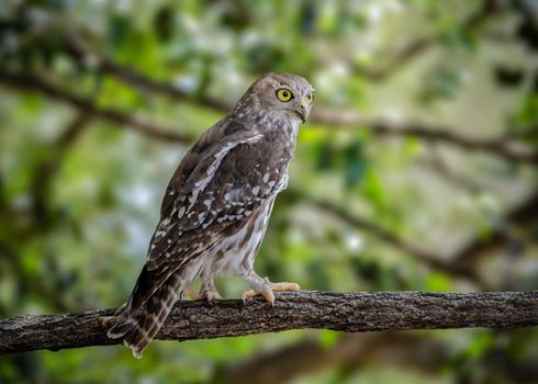 Barking Owl waiting to hunt for dinner