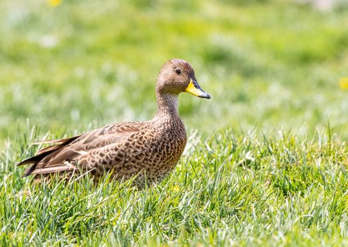 South Georgia Pintail in the grass in South Georgia