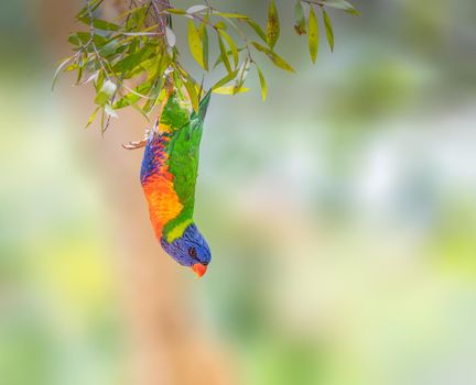 Rainbow Lorikeet hanging upside down in Australia