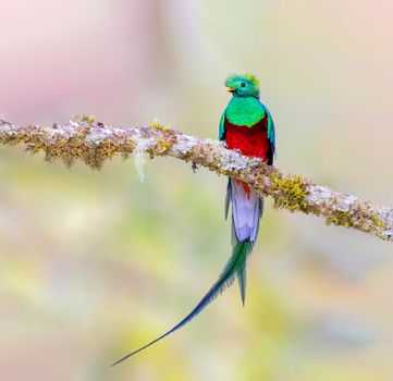 A beautiful Resplendent quetzal perched on a tree in Costa Rica