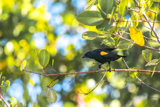 Yellow Shouldered Blackbird is all black, except for a bright yellow shoulder patch