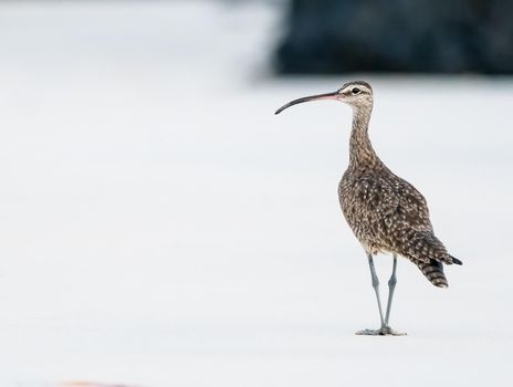 Whimbrel taking a stroll on the beach in the Galapagos