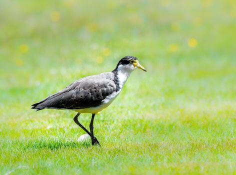 Masked lapwing in the fields on Australia