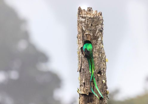 A beautiful male Resplendent quetzal in the nest in Costa Rica