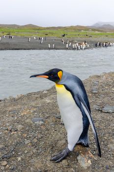 King Penguin enjoying the sunshine